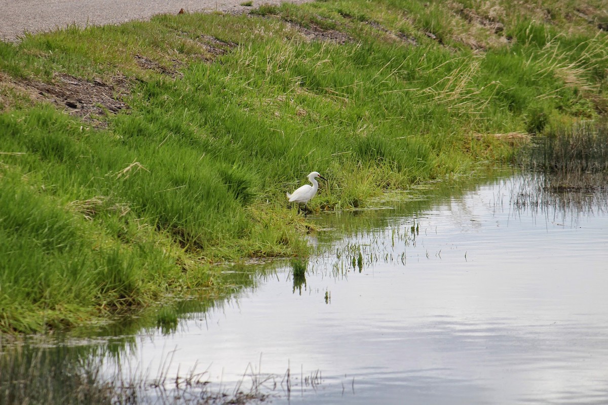 Snowy Egret - ML125794311