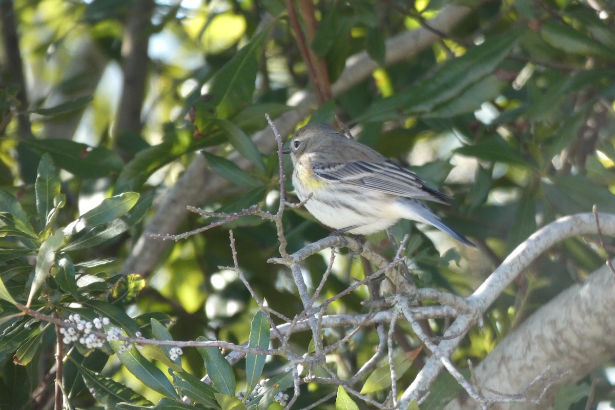 Yellow-rumped Warbler - ML125795031