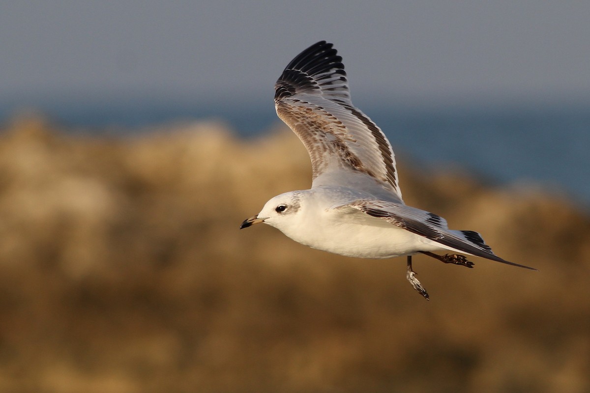 Mediterranean Gull - ML125795381