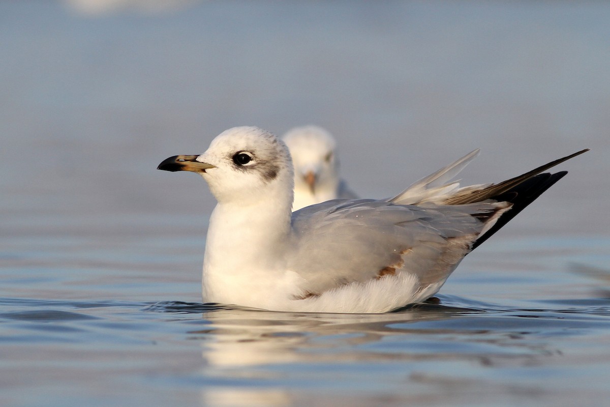 Mediterranean Gull - ML125795621