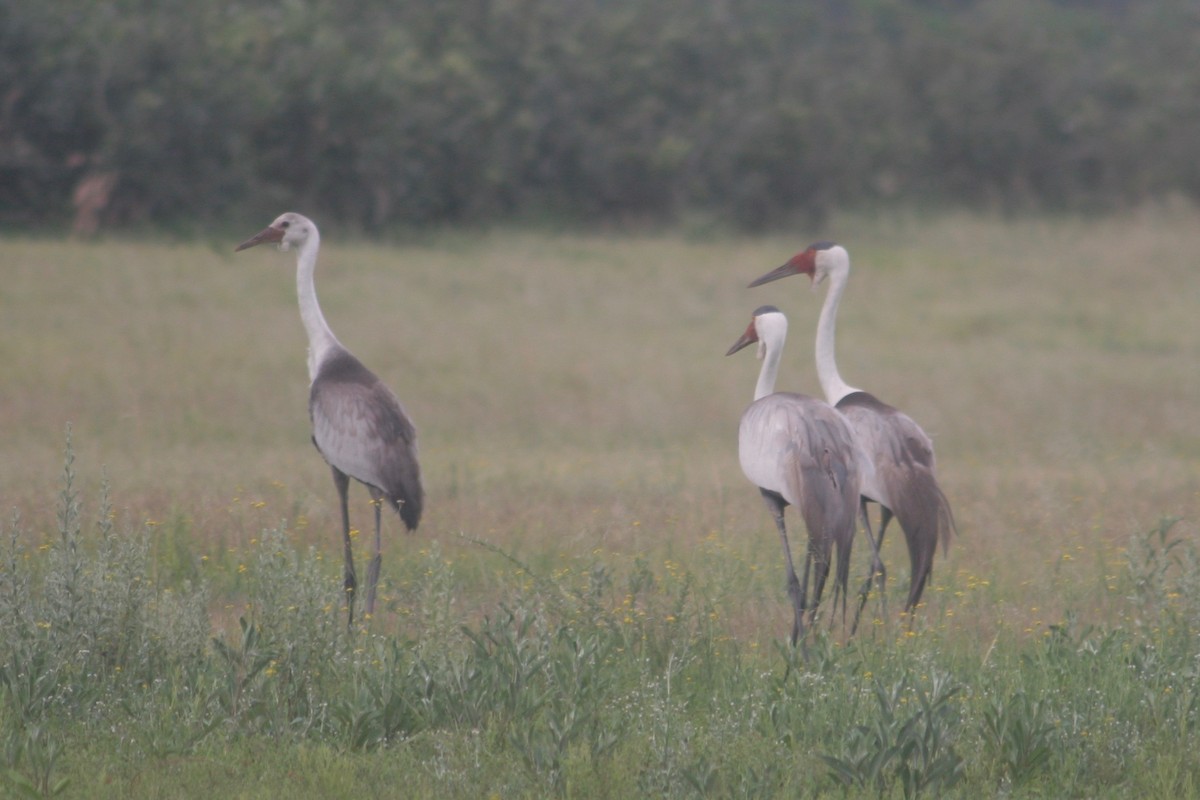 Grulla Carunculada - ML125795791