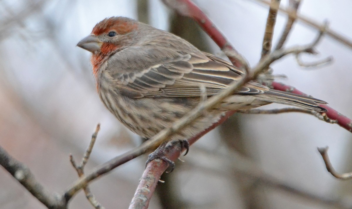 House Finch - ML125795911