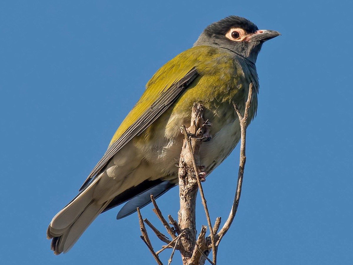 引取り限定！！コウライウグイス２羽の剥製 メガネコウライウグイス - eBird