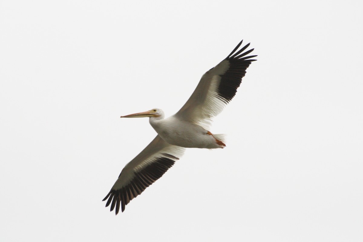 pelikán severoamerický - ML125796921