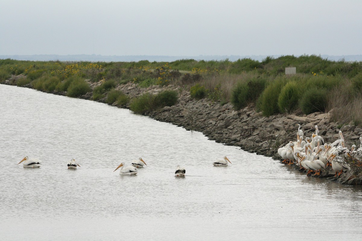 pelikán severoamerický - ML125797051