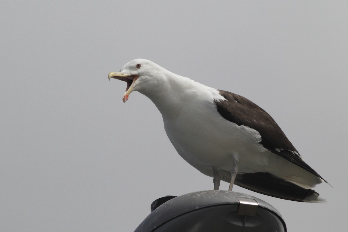 Great Black-backed Gull - ML125797821