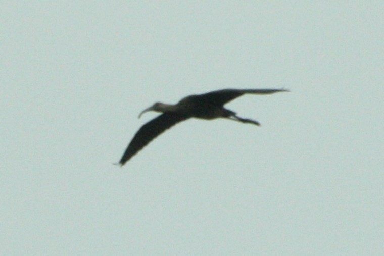 ibis americký - ML125797981