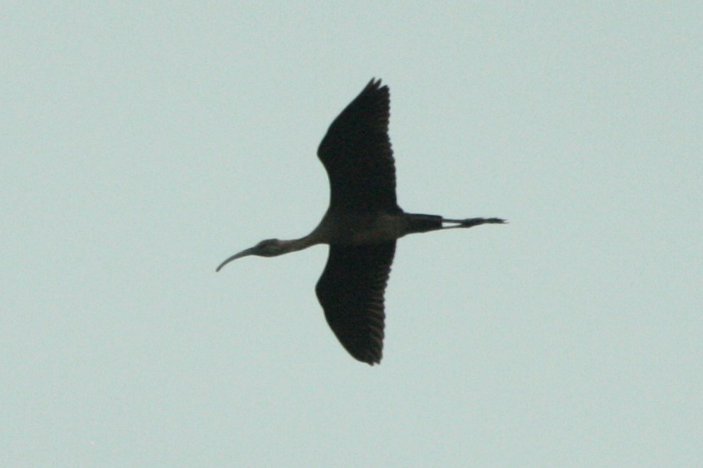ibis americký - ML125798001