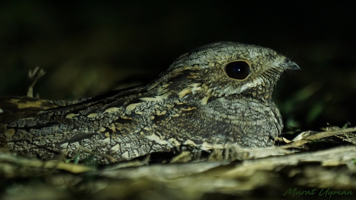 Eurasian Nightjar - ML125800941