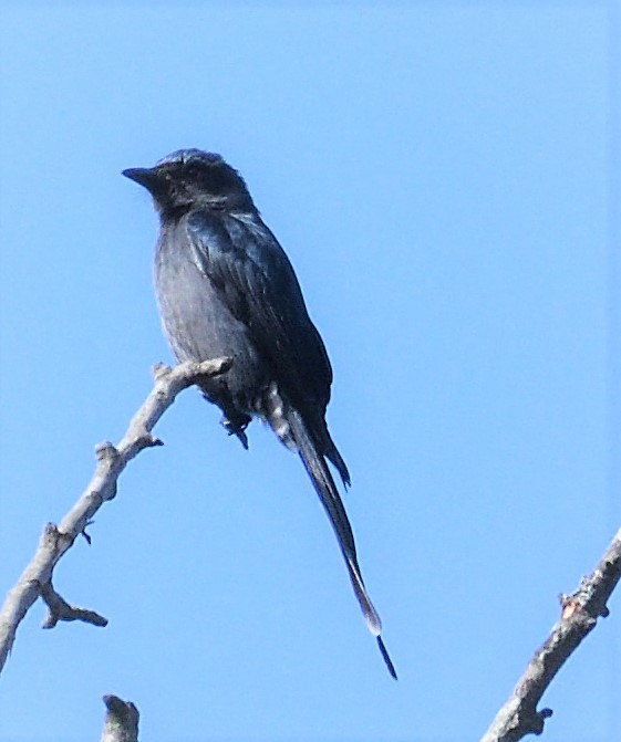 drongo kouřový - ML125802531