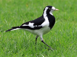 Magpie-lark - Grallina cyanoleuca - Birds of the World