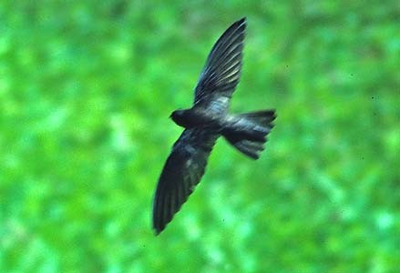 Caroline Islands Swiftlet - ML125802711