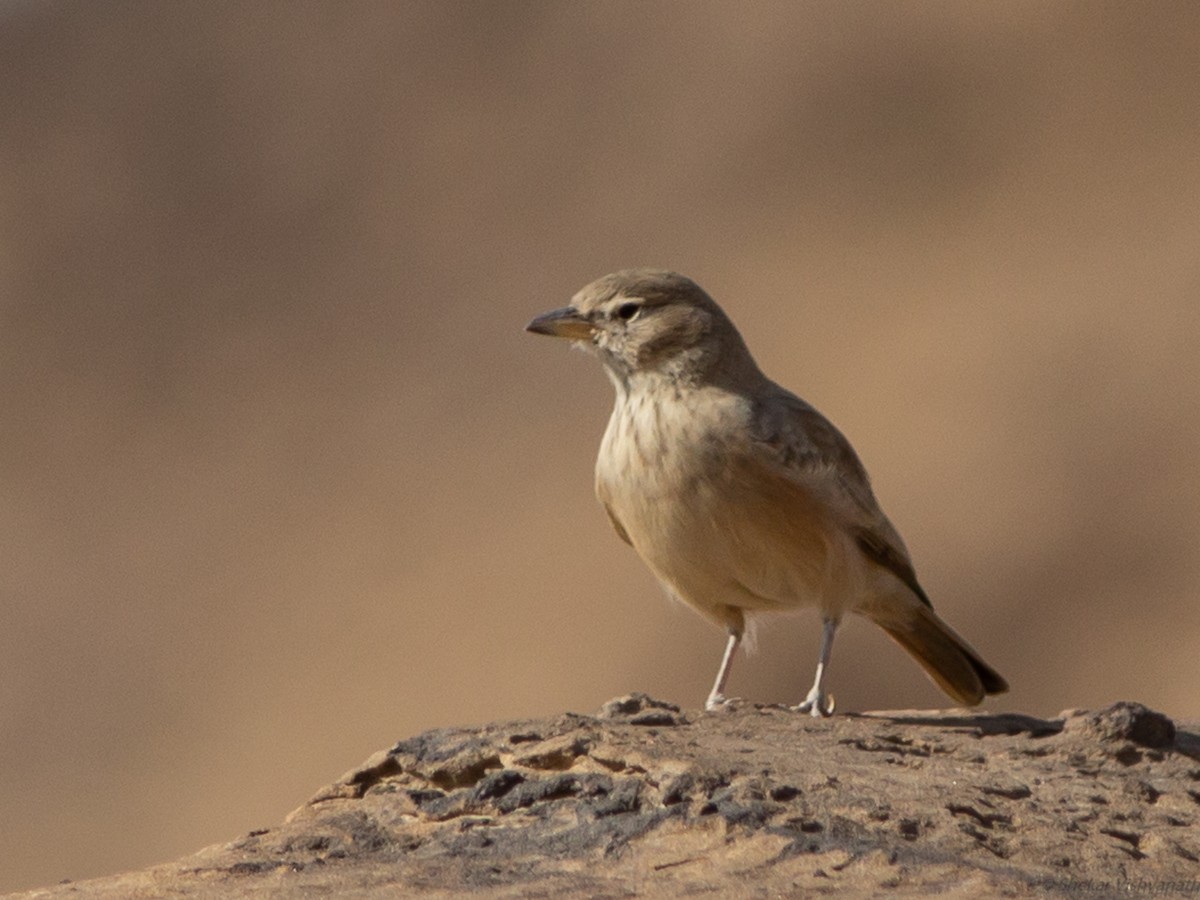 Desert Lark - Shekar Vishvanath