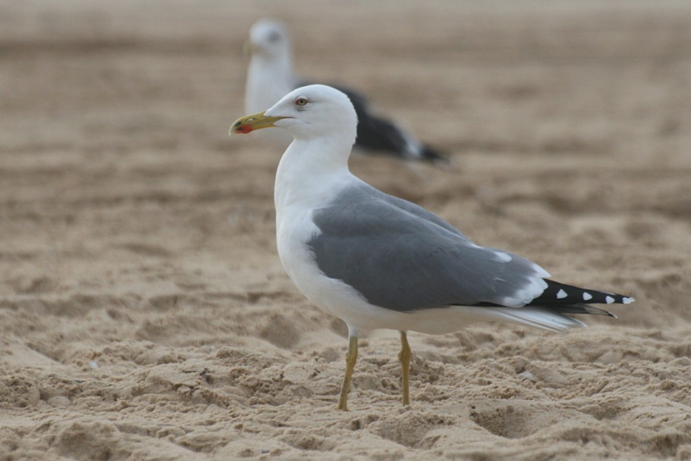Yellow-legged Gull - Gonçalo Elias