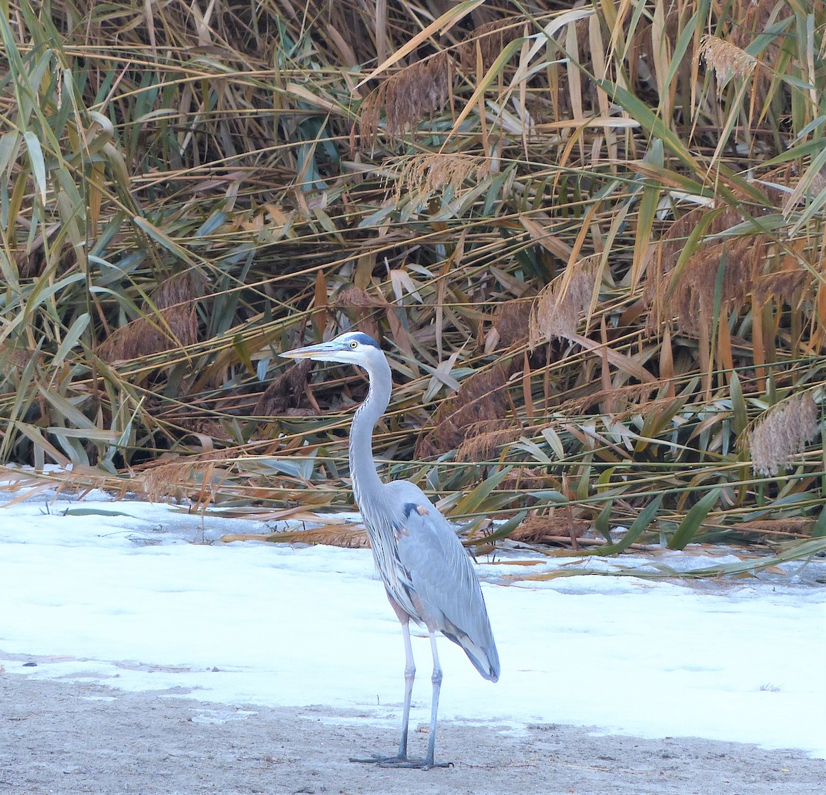 Garza Azulada (grupo herodias) - ML125805521