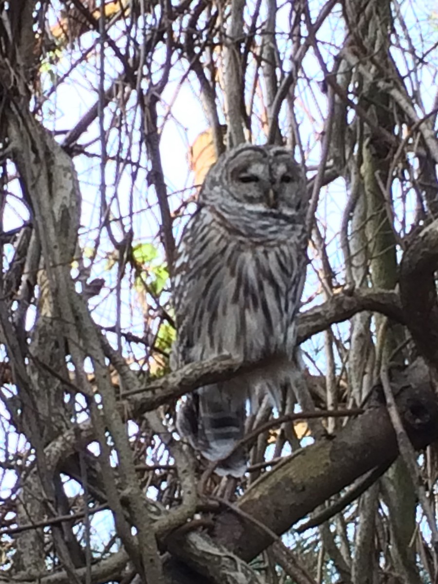 Barred Owl - Tina Green