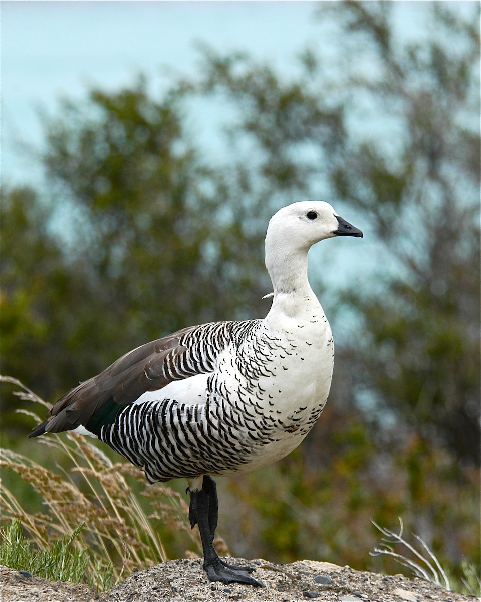 Upland Goose - ML125807121