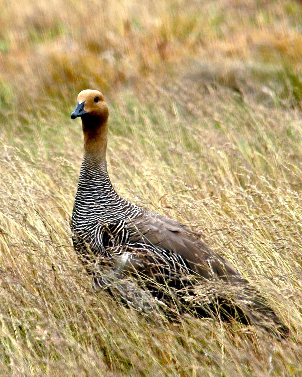 Upland Goose - ML125807301