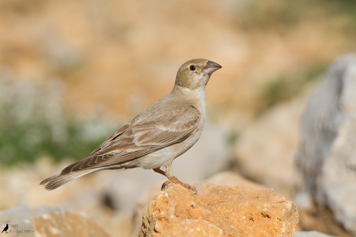 Pale Rockfinch - Oree Efroni Naor