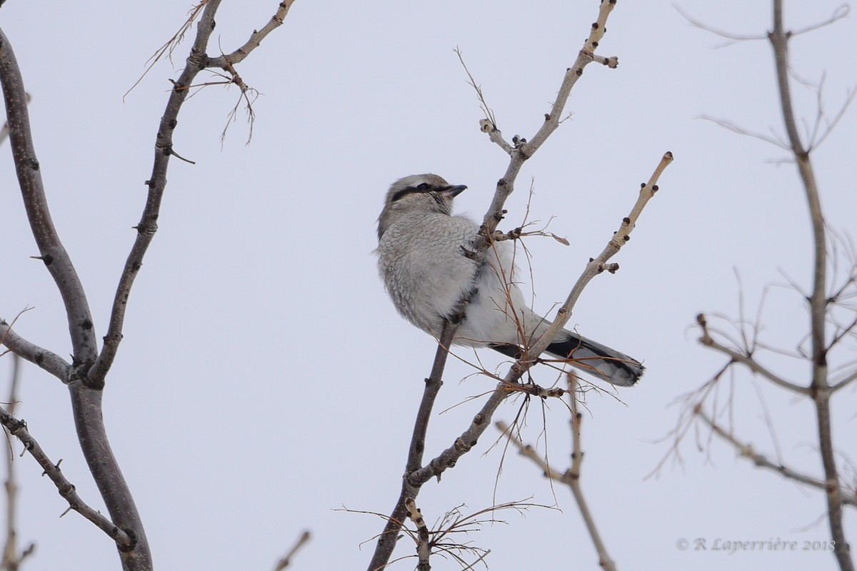 Northern Shrike - ML125807521