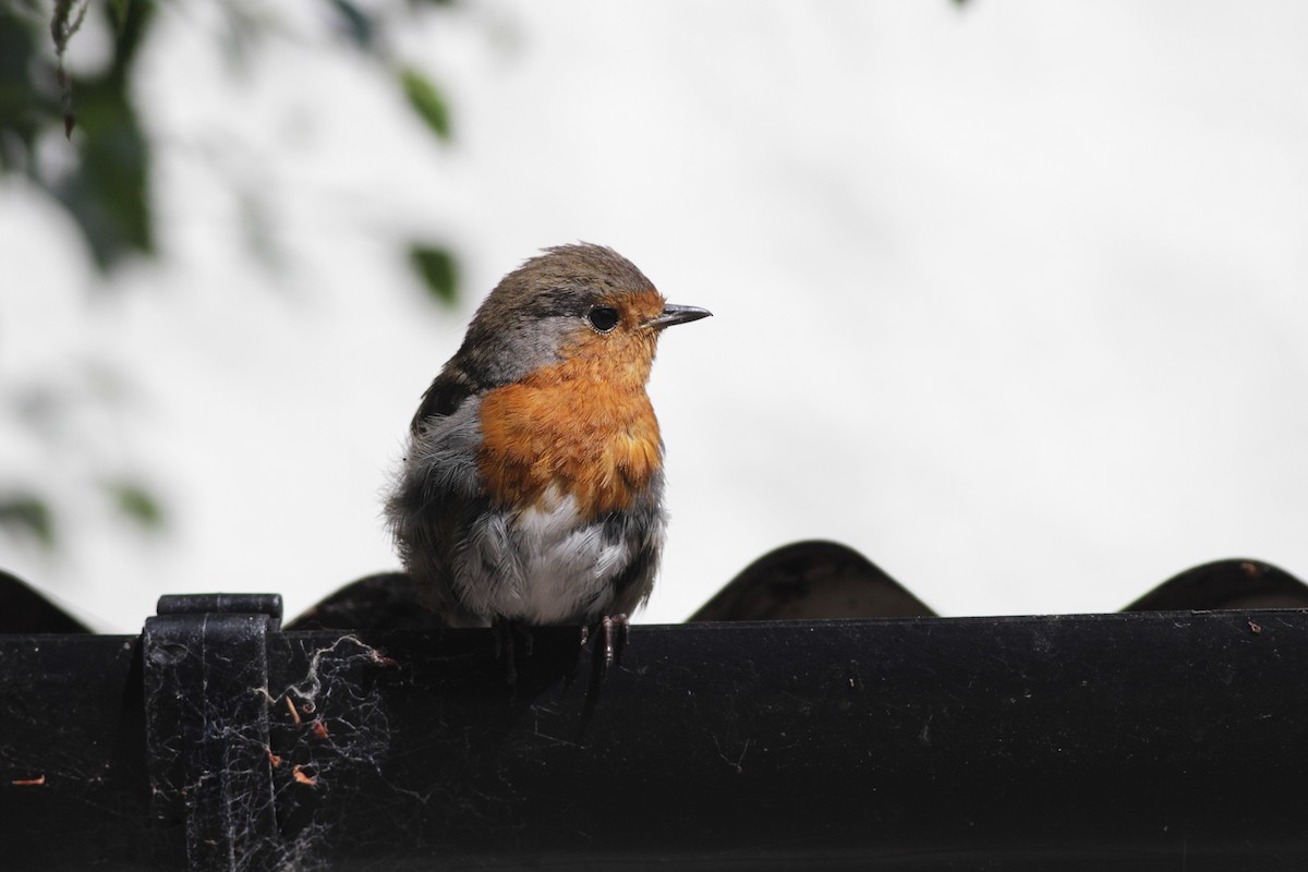 Rotkehlchen - ML125807601