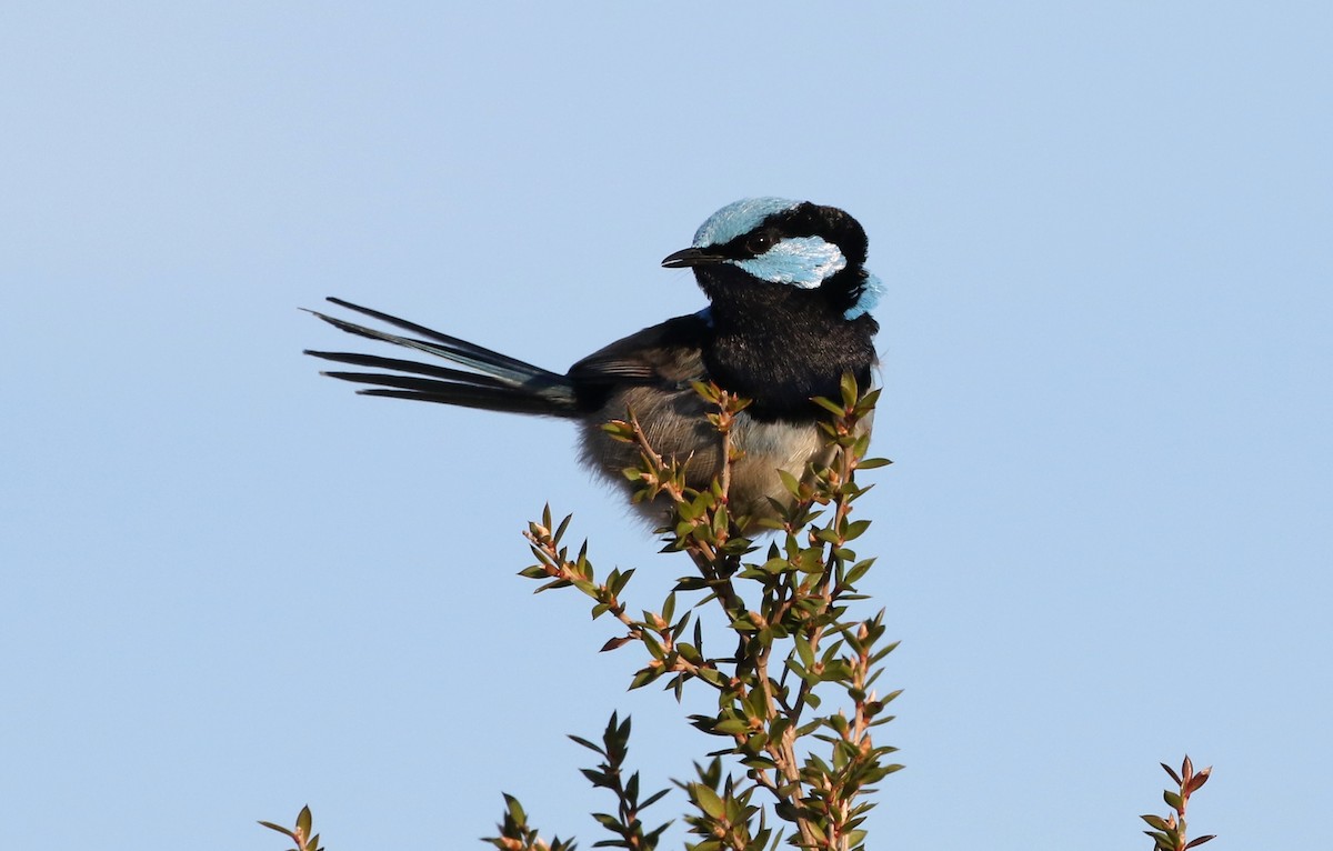 Superb Fairywren - ML125808921