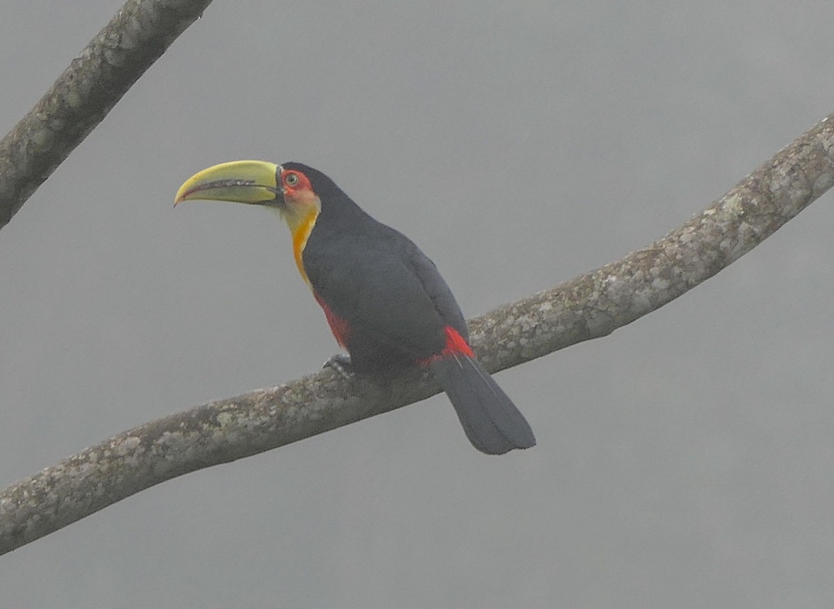 Red-breasted Toucan - ML125810681