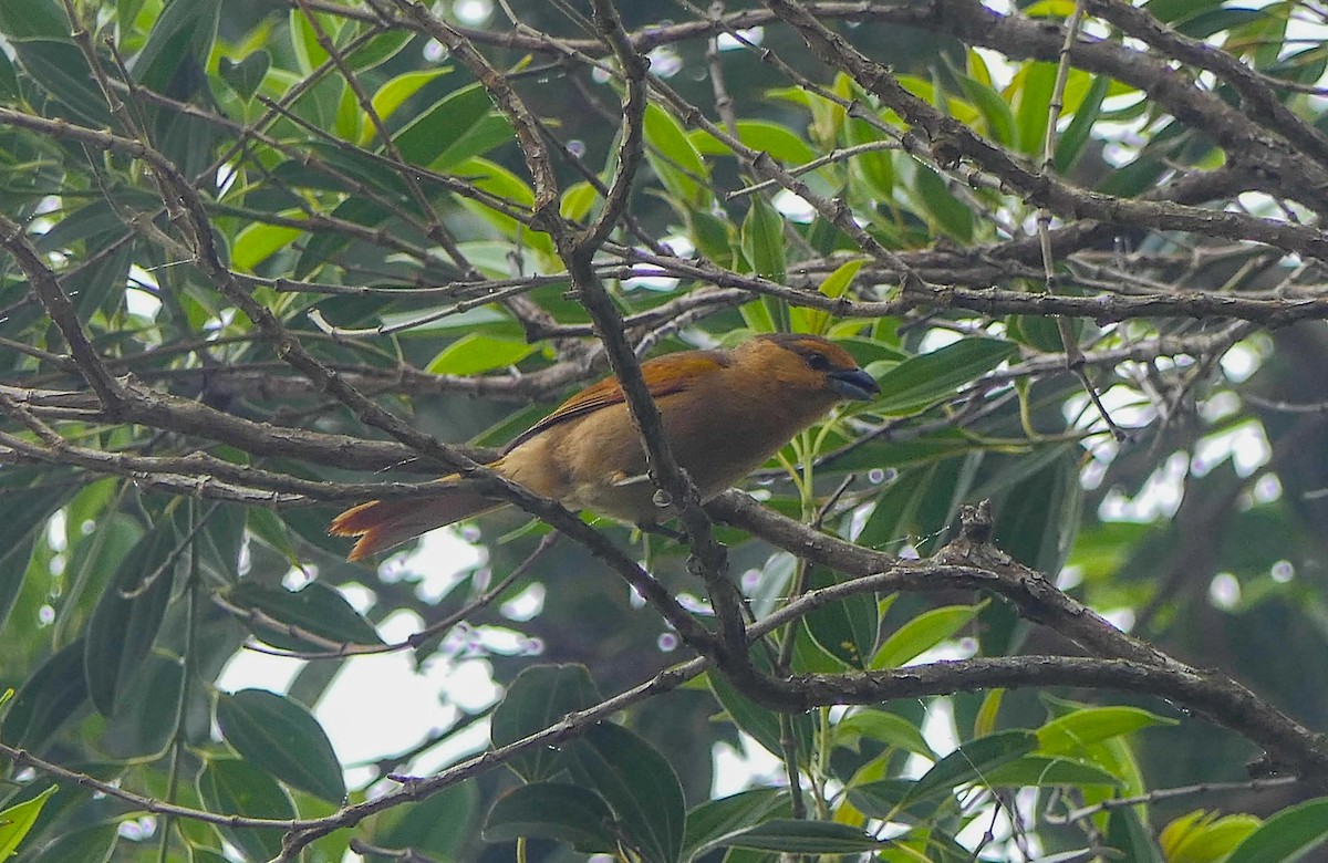 Brown Tanager - ML125810911