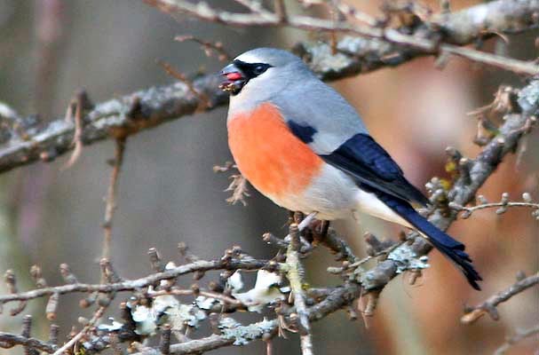 Gray-headed Bullfinch - ML125812471