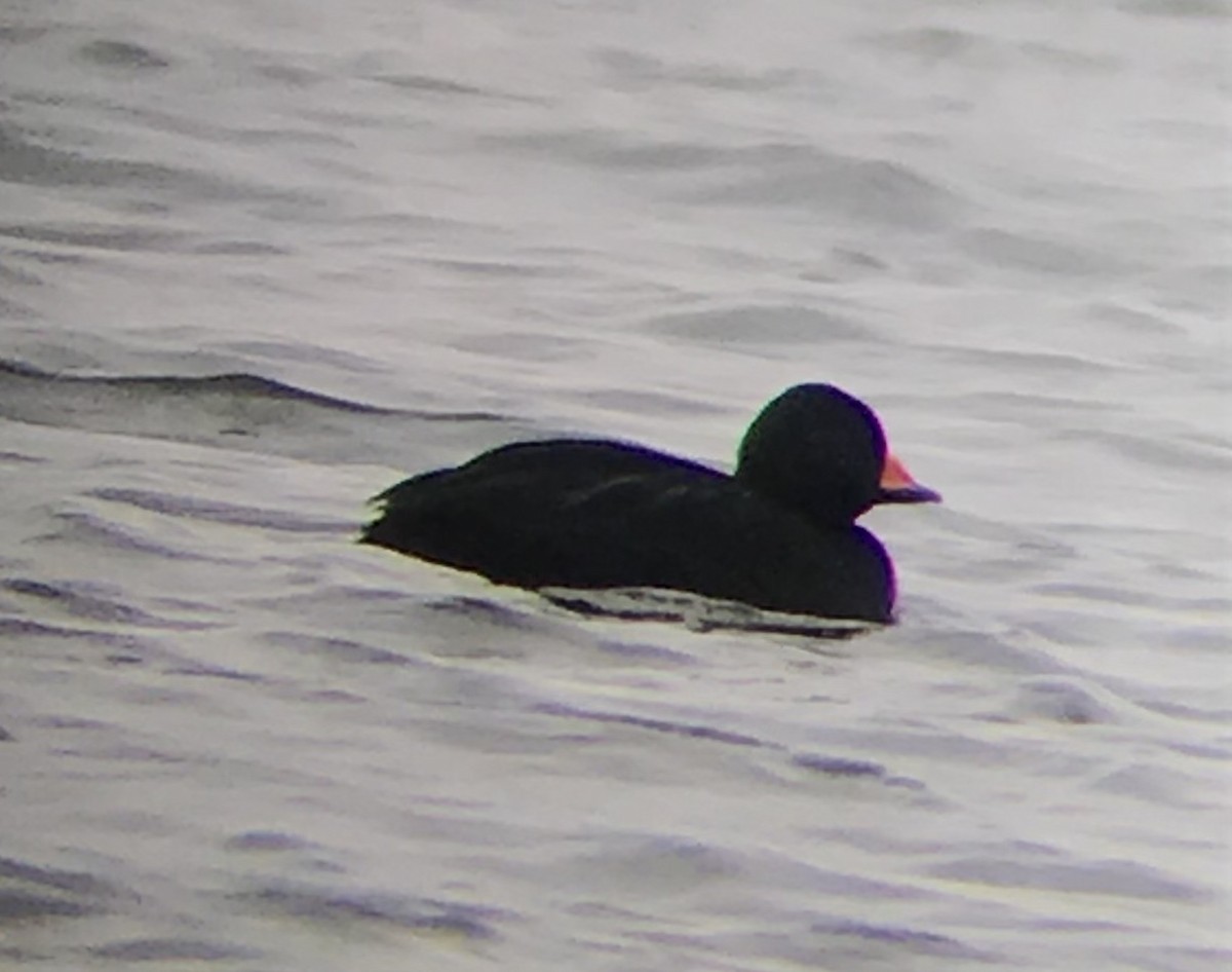 Black Scoter - Ryan Leys