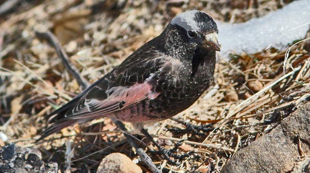 Black Rosy-Finch - ML125813201