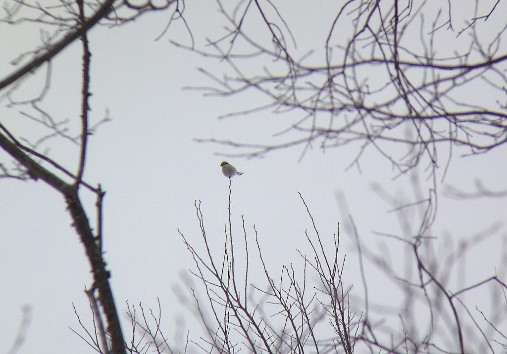 Northern Shrike - ML125813211