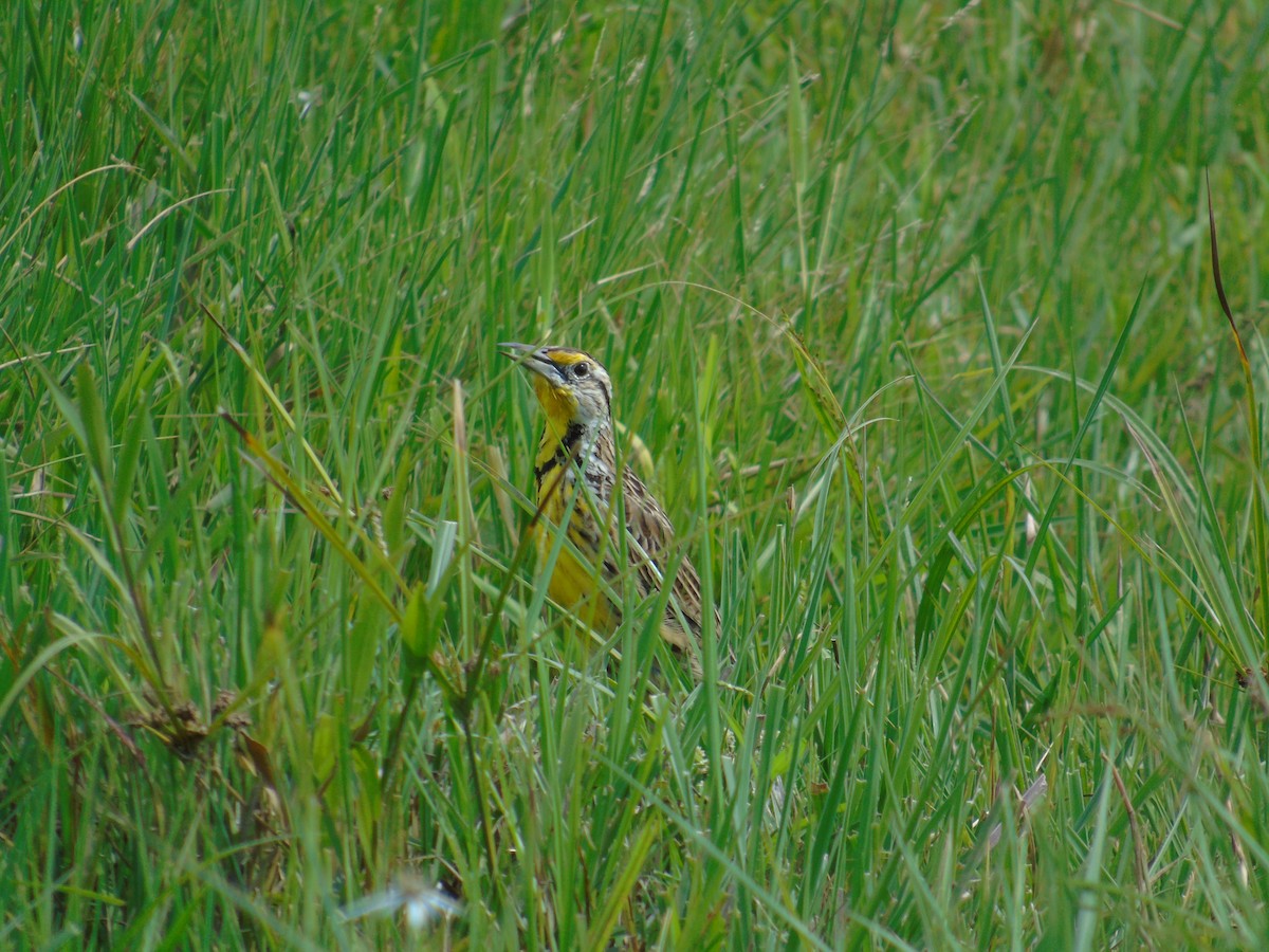 Eastern Meadowlark - Diego Orozco Plaza