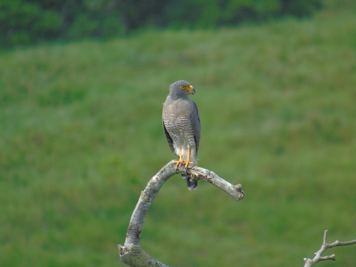 Roadside Hawk - ML125813521