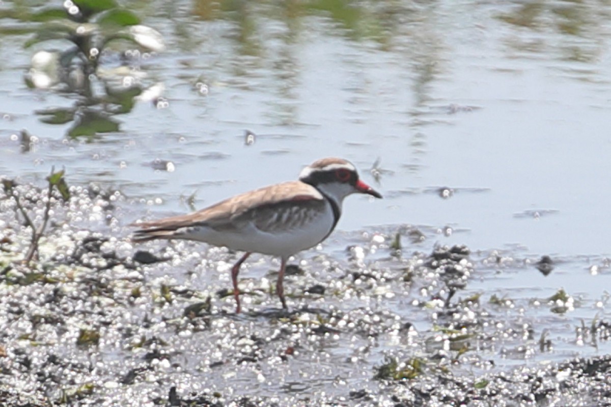 Black-fronted Dotterel - ML125813911