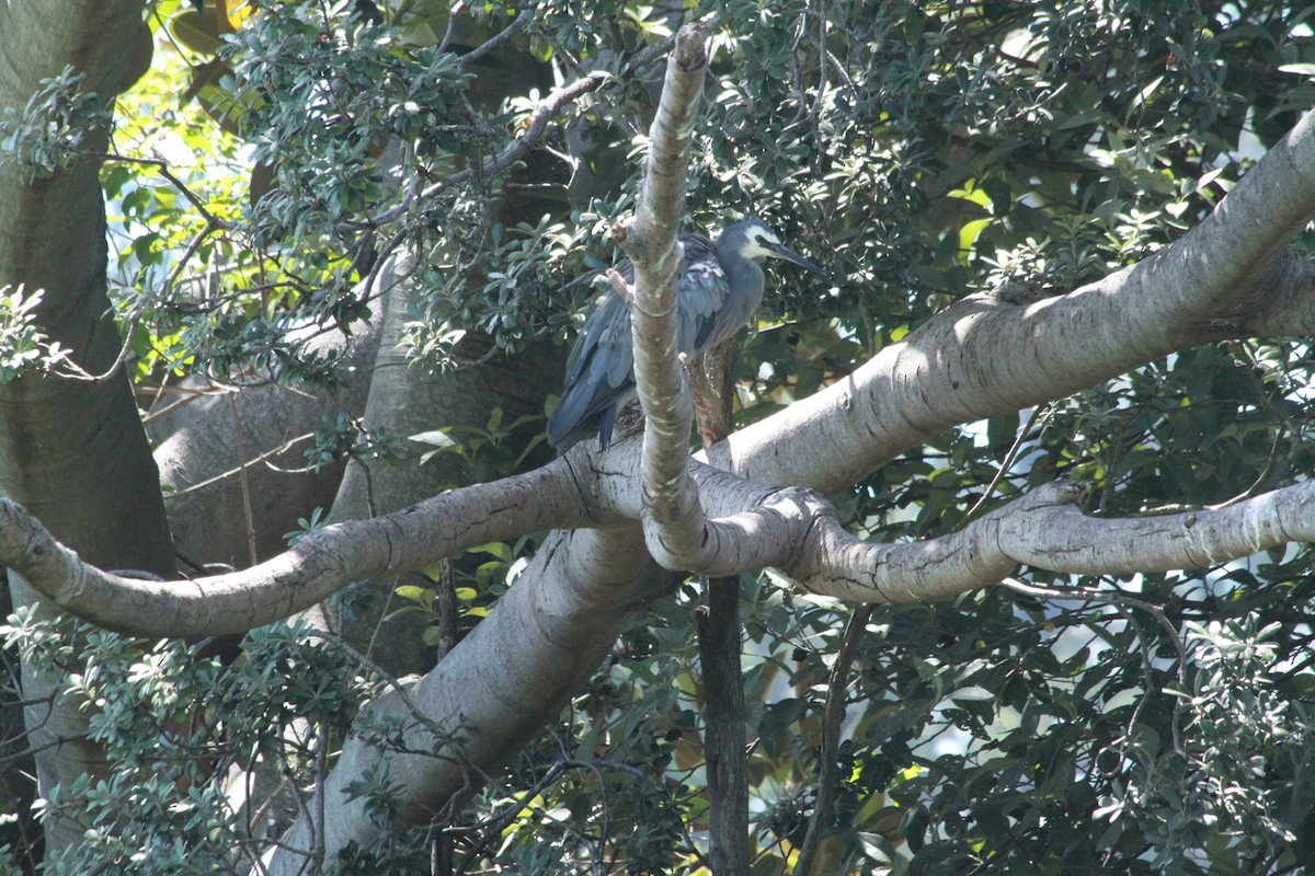 White-faced Heron - ML125814391