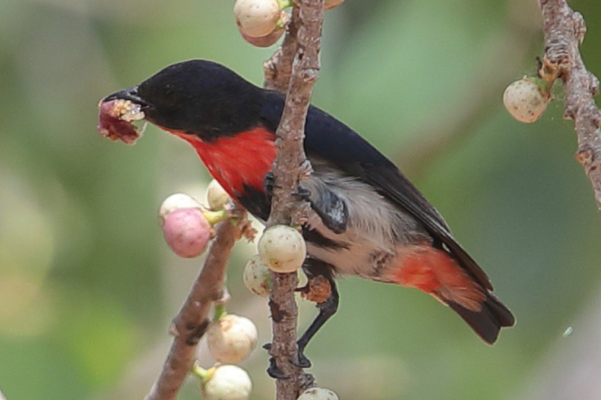 Picaflores Golondrina - ML125814831