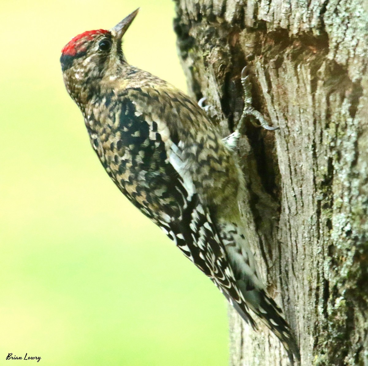 Yellow-bellied Sapsucker - ML125815041