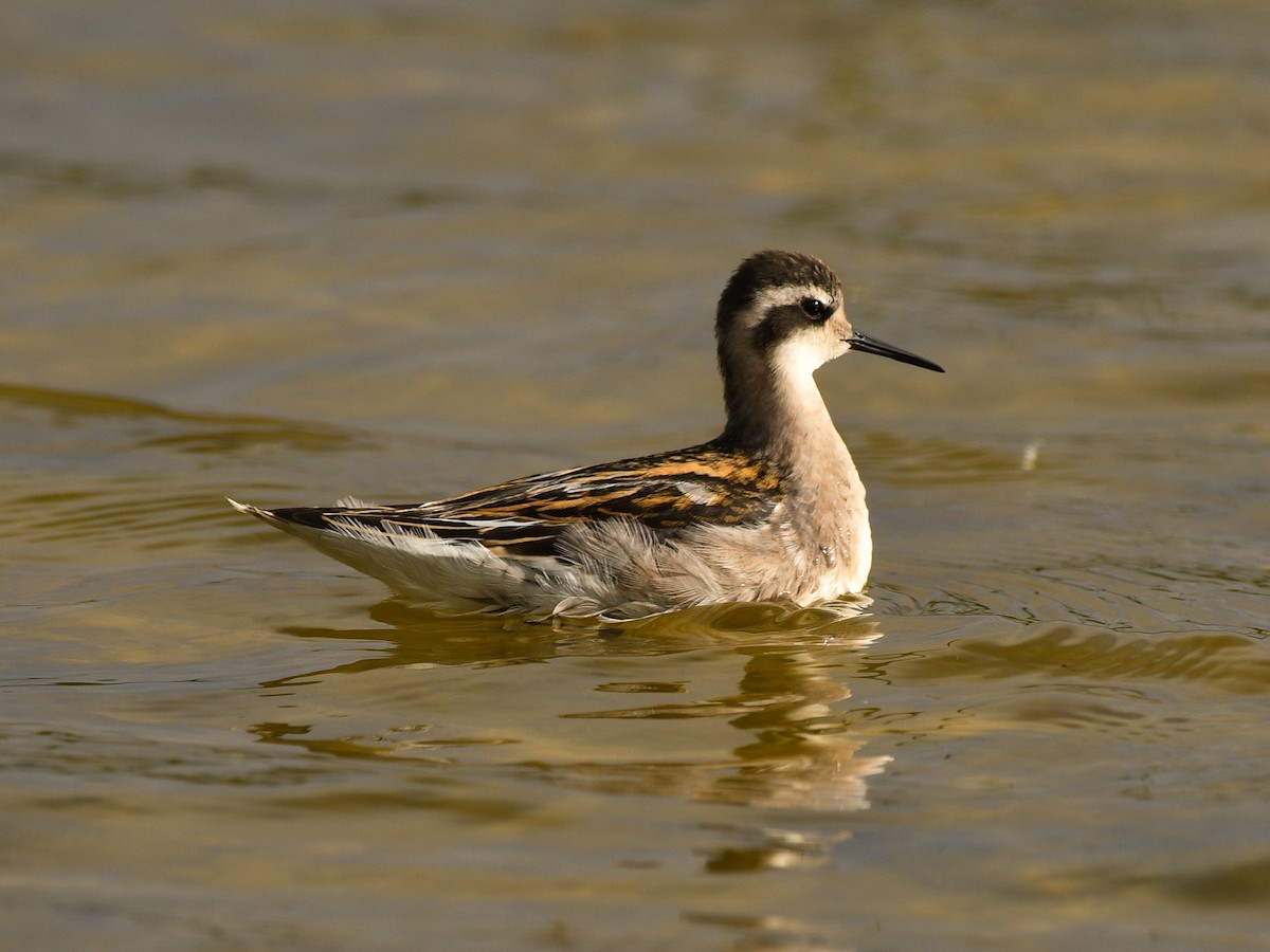 Red-necked Phalarope - ML125815921