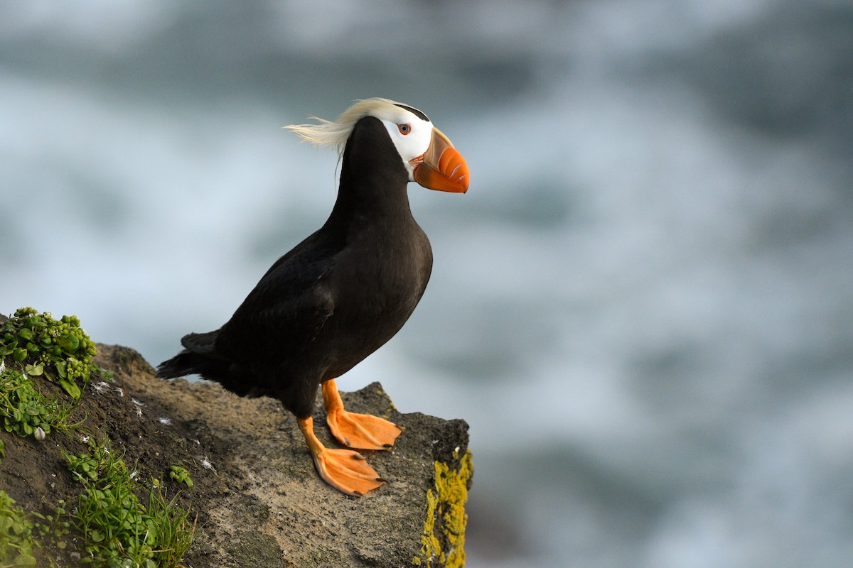 Tufted Puffin - ML125816731
