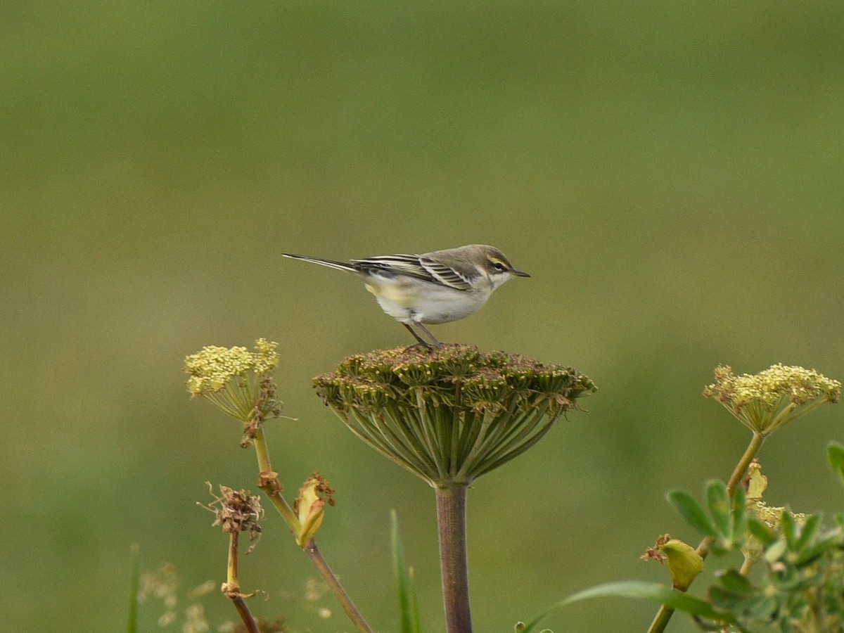 Eastern Yellow Wagtail - ML125817011