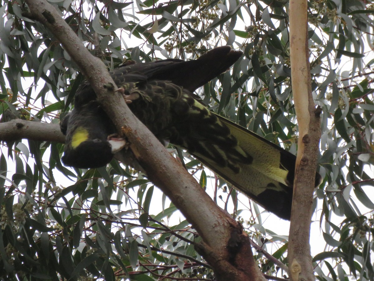 Yellow-tailed Black-Cockatoo - ML125819031