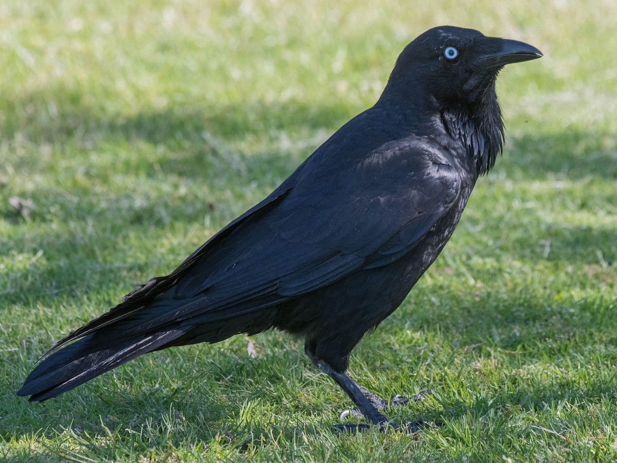 Australian Raven - eBird