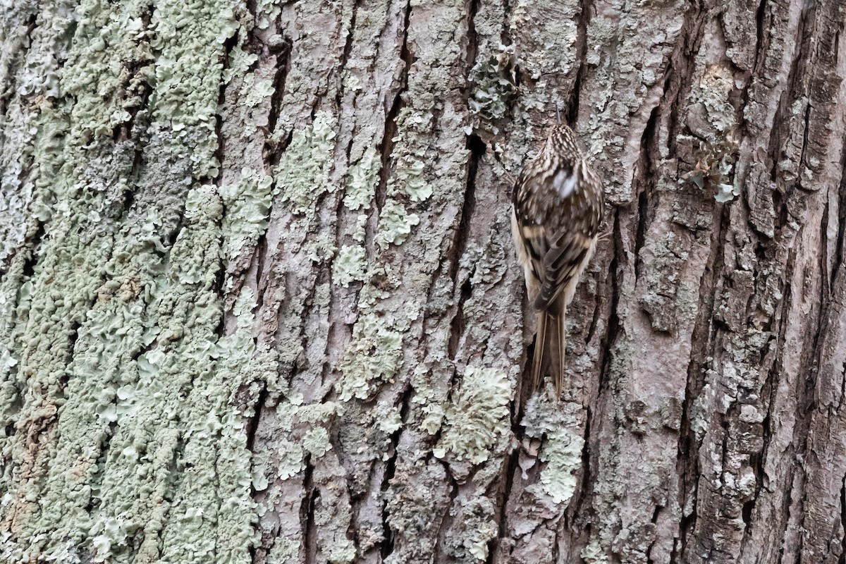 Brown Creeper - Brad Imhoff