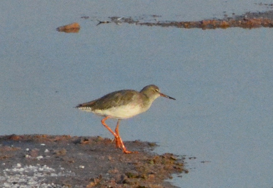 Common Redshank - ML125821611