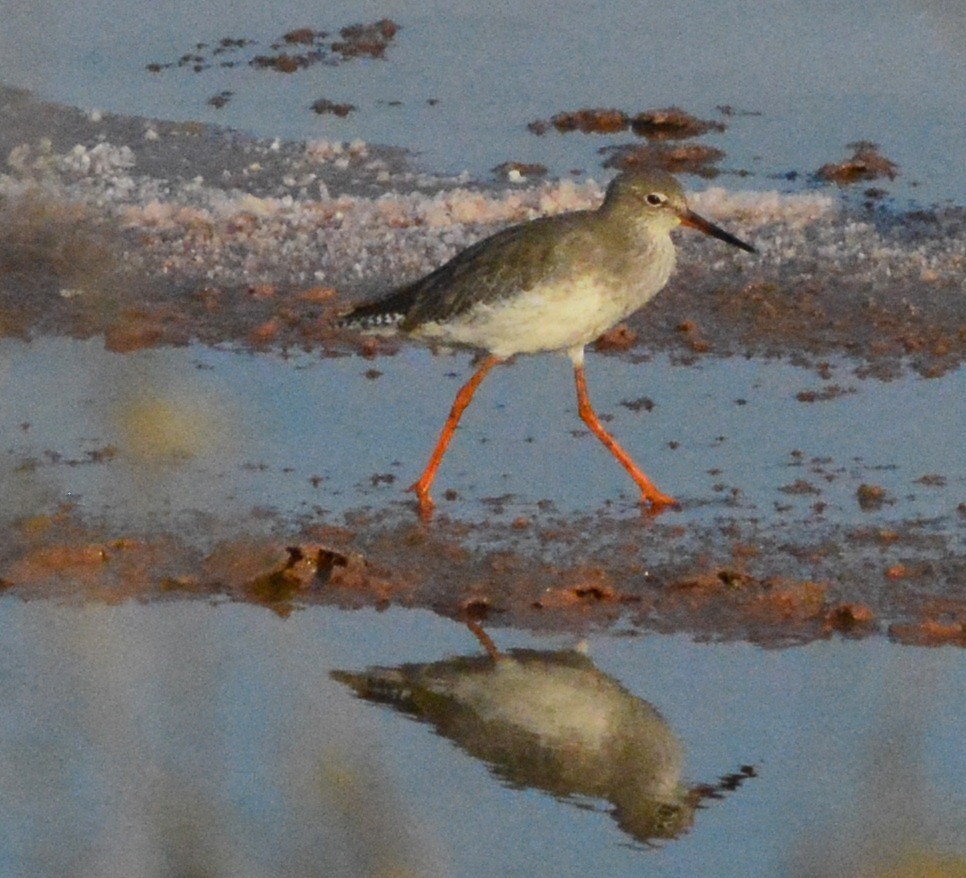 Common Redshank - ML125821911