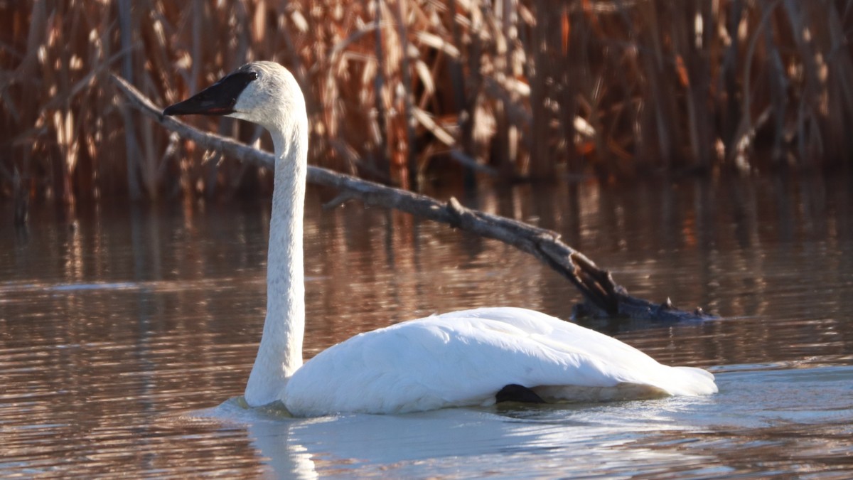 Cygne trompette - ML125822121