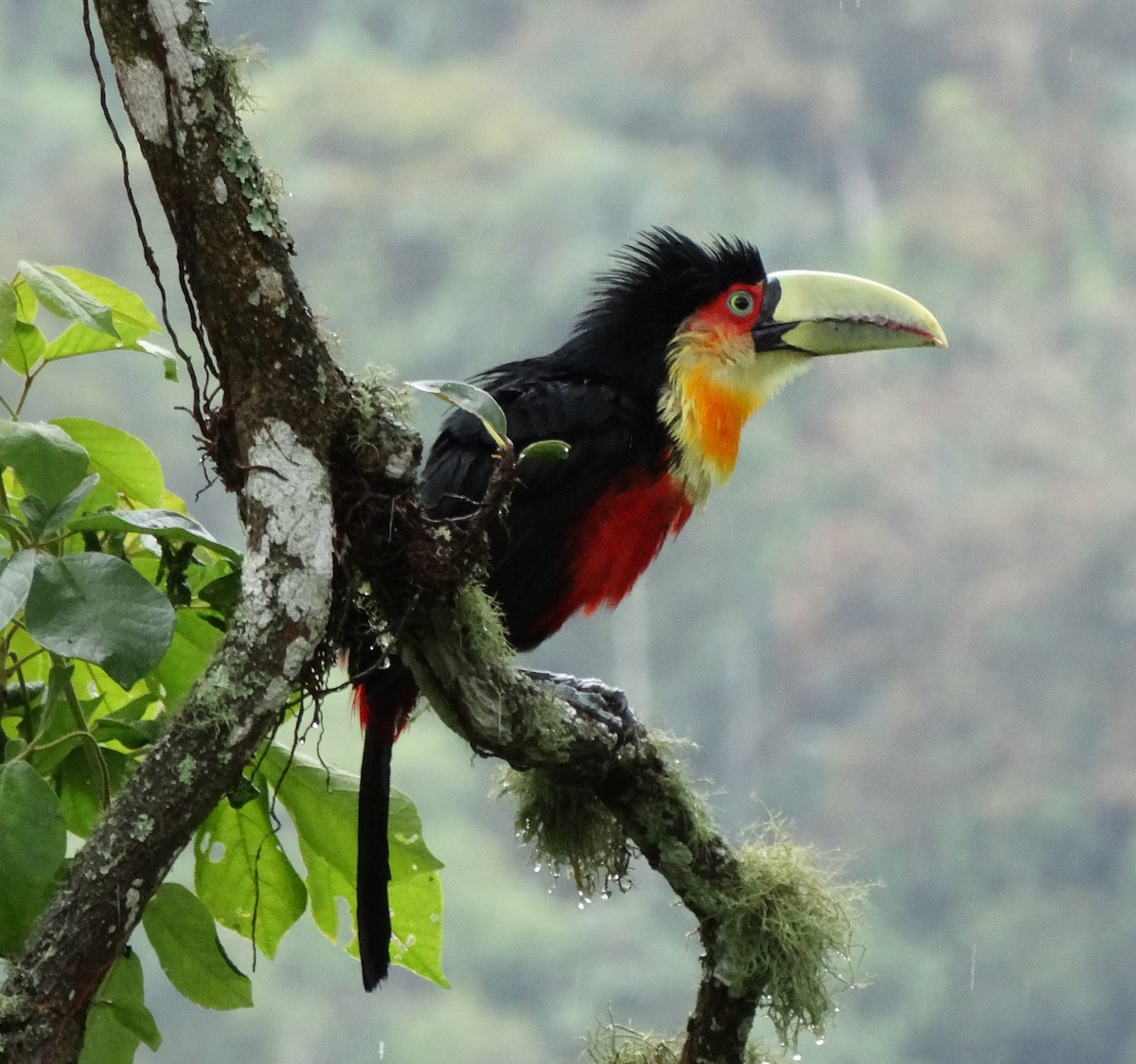 Red-breasted Toucan - ML125822471