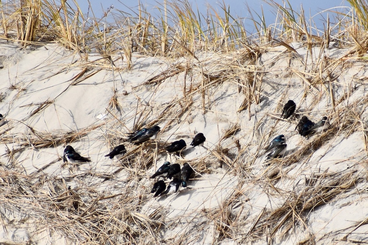 Tree Swallow - ML125824311