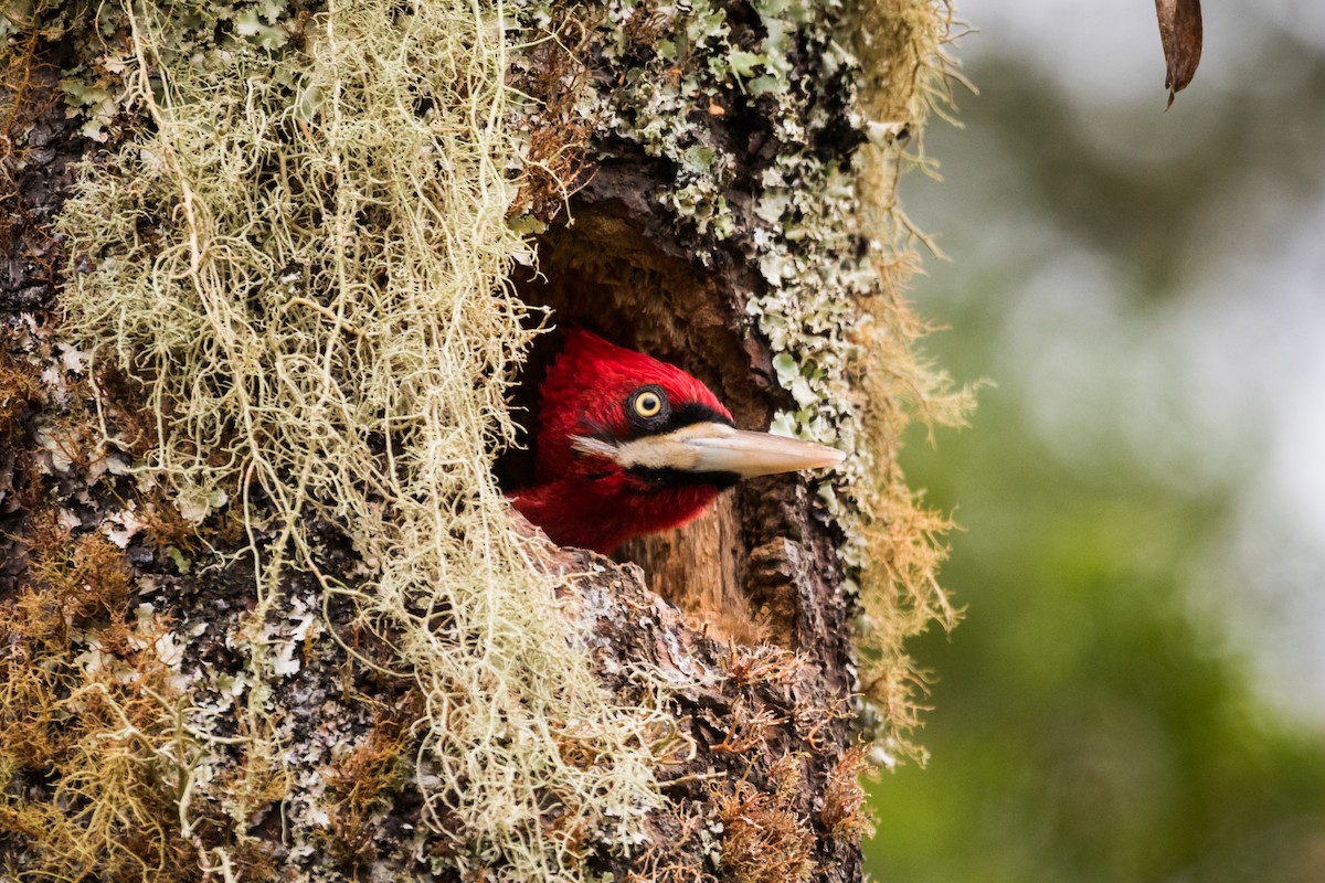 Robust Woodpecker - Claudia Brasileiro